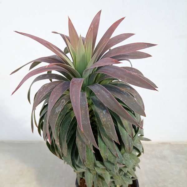 園芸ネット本店｜ユッカ デスメティアーナ 7号鉢植え の通販【公式】