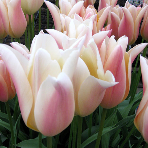 園芸ネット本店｜チューリップ（ゆり咲）：サンネ4球入り（L） の通販