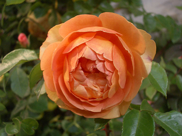 園芸ネット本店｜イングリッシュローズ デビッド・オースチン