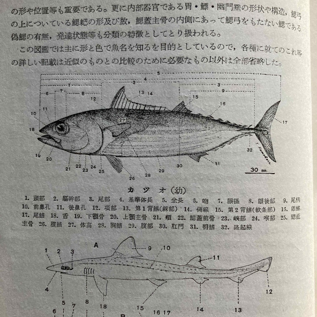 原色日本魚類図鑑の通販 by ひーちゃん's shop｜ラクマ