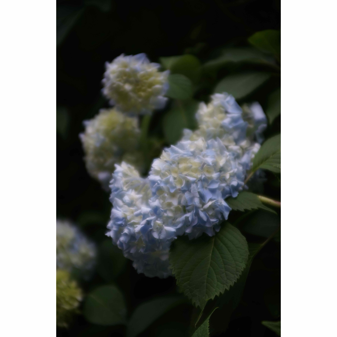 Kenko Tokina - 作例付き RMC TOKINA 28-85mm F4 OM 管mprの通販 by