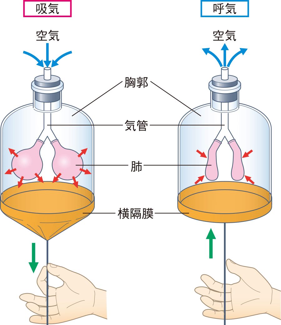 呼吸のメカニズム｜呼吸する（4） | 看護roo![カンゴルー]
