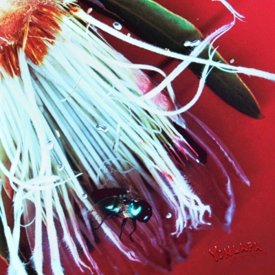 Velvet Petals (アナログレコード) : Yonlapa | HMV&BOOKS online