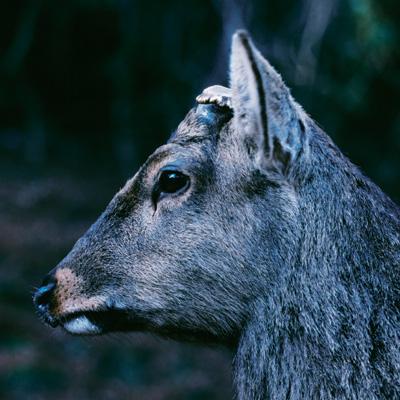 the book about my idle plot on a vague anxiety : toe | HMV&BOOKS