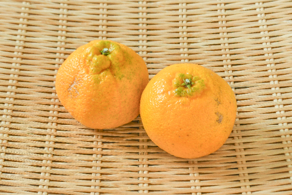 八朔（はっさく） 【業務用食材の仕入れなら八面六臂】