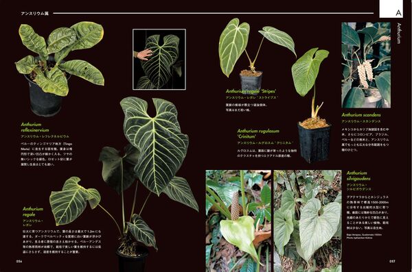 AROID ADDICTS サトイモ科熱帯植物図鑑 shabomaniac!(編著) - 日本文芸