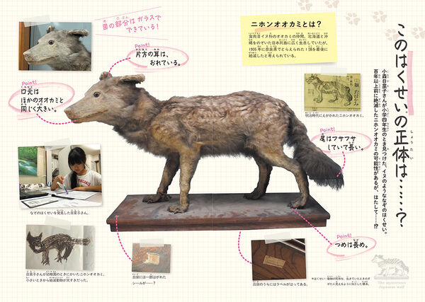 まぼろしの動物 ニホンオオカミ たけたにちほみ(著) - Gakken