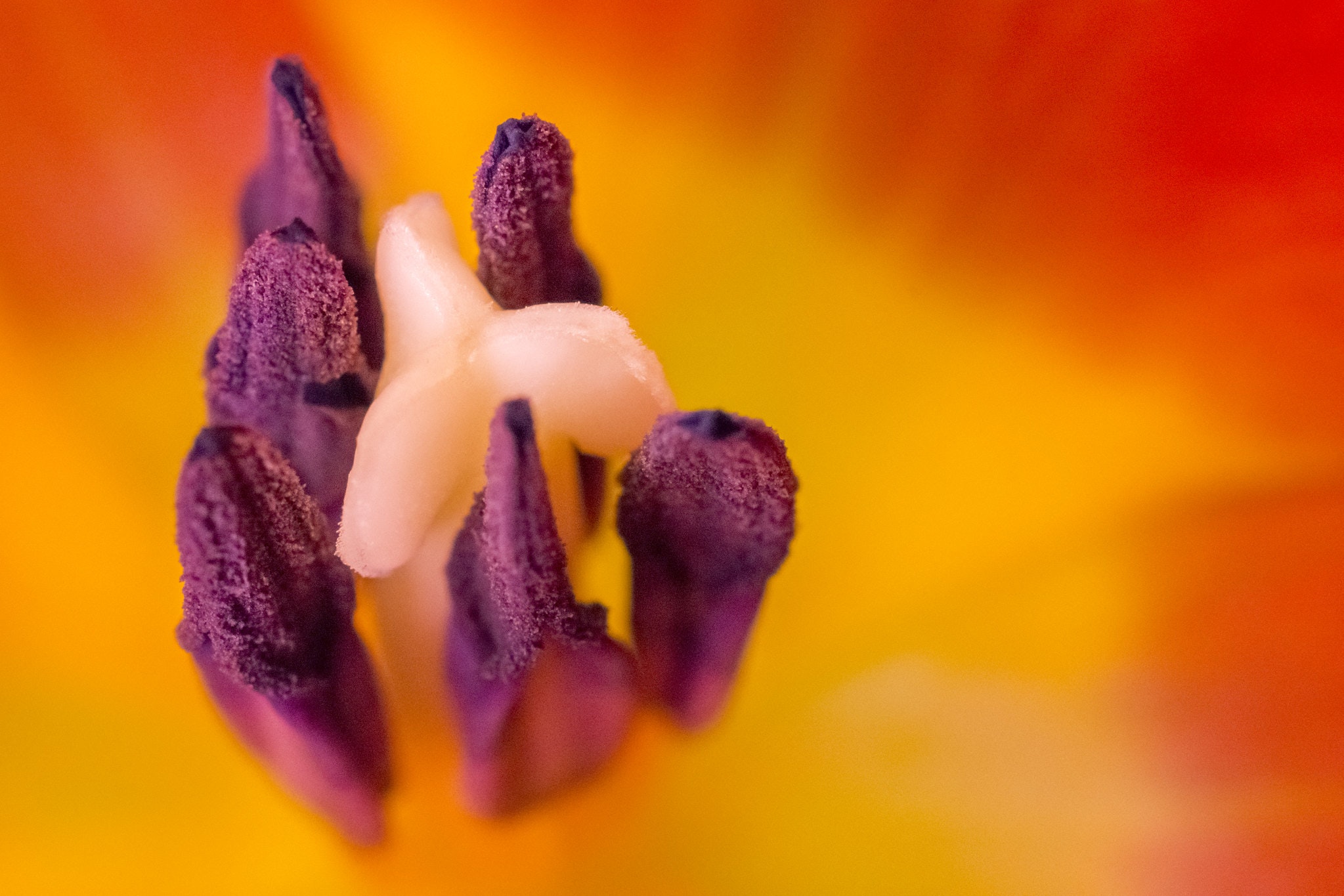 Nikon AF-S DX Micro NIKKOR 40mm f/2.8Gを徹底解説。作例からレビュー