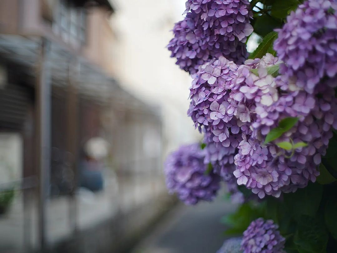 Super-Takumar 50mm F1.4を徹底解説。愛用者のレビュー・作例付き