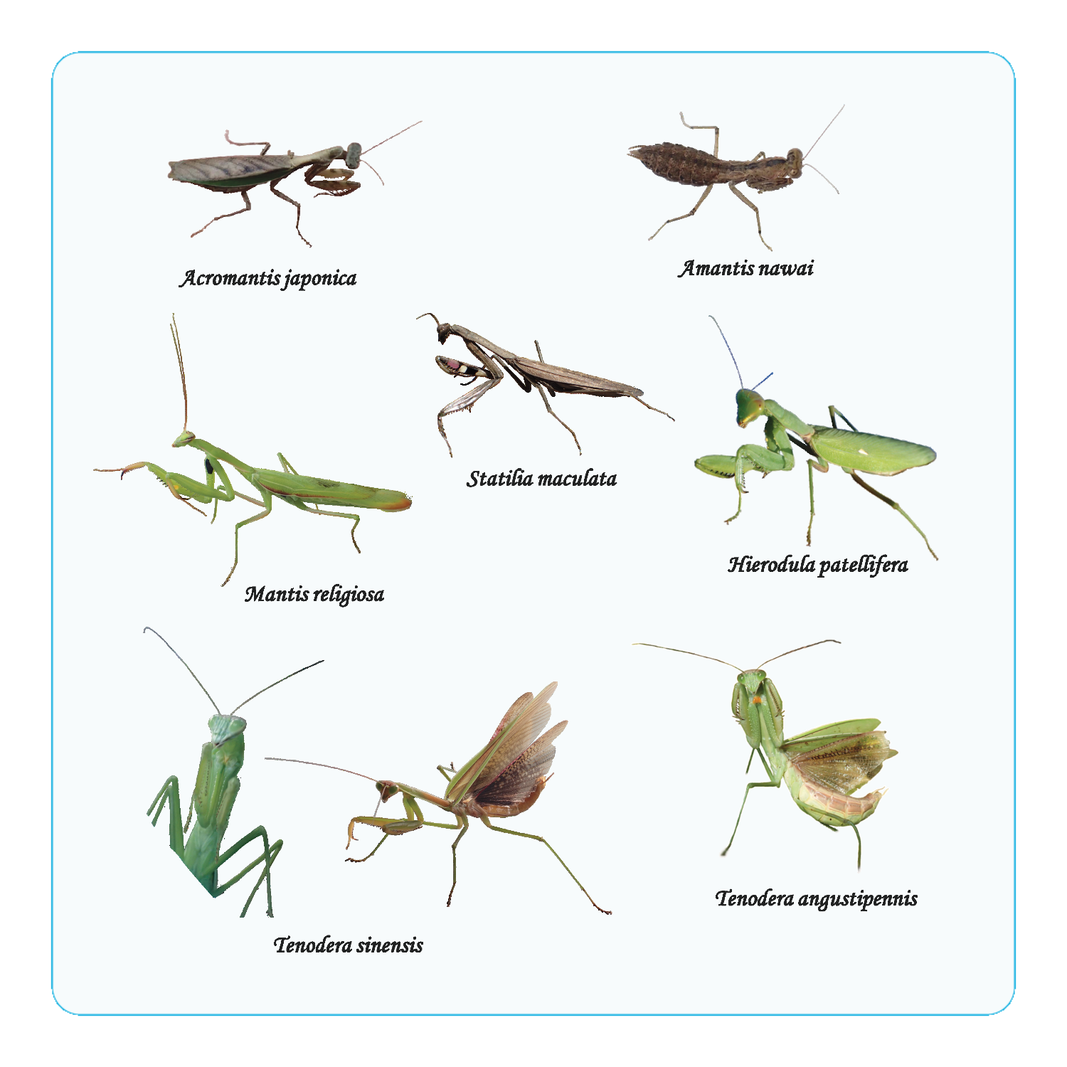 関東のカマキリ図鑑アクリルコースター（四角）の商品購入ページ
