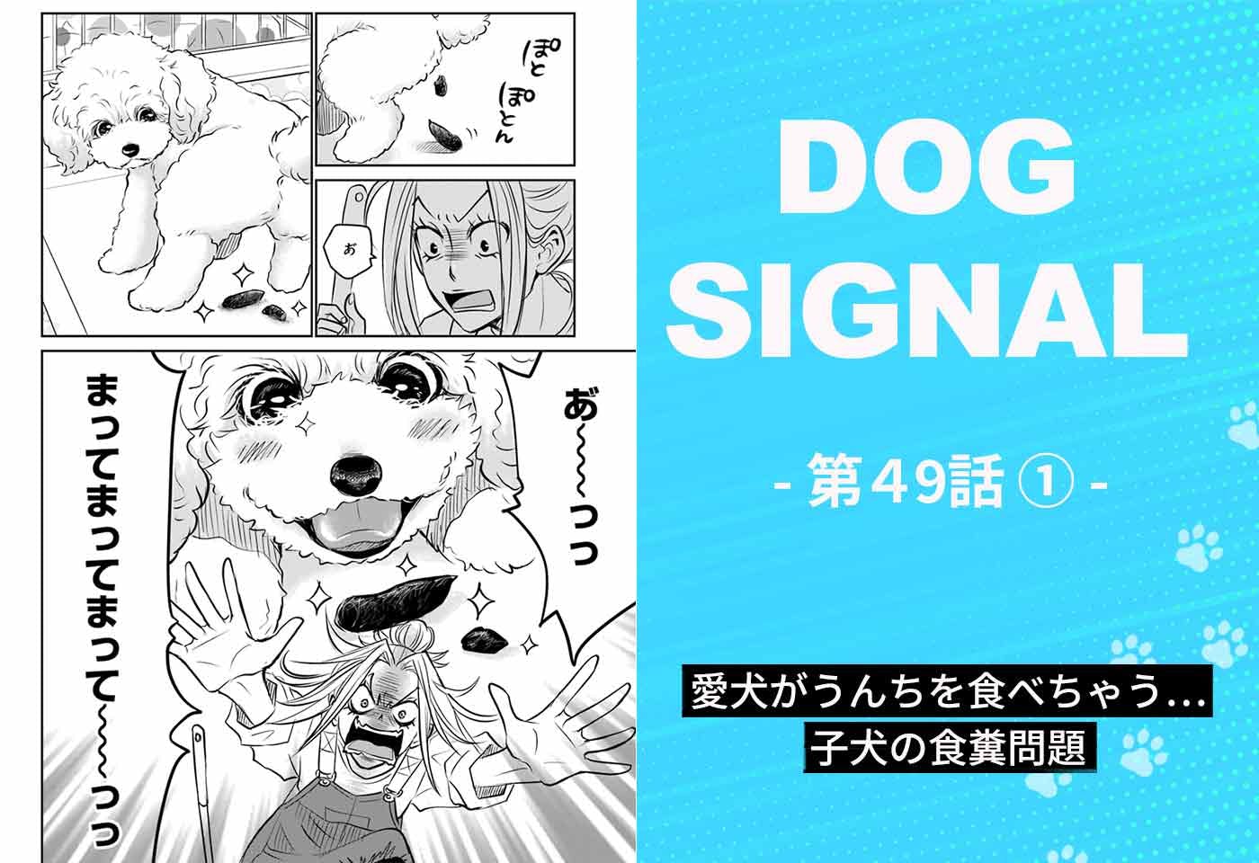 漫画『DOG SIGNAL（ドッグシグナル）』49話目1/4 子犬の食糞問題