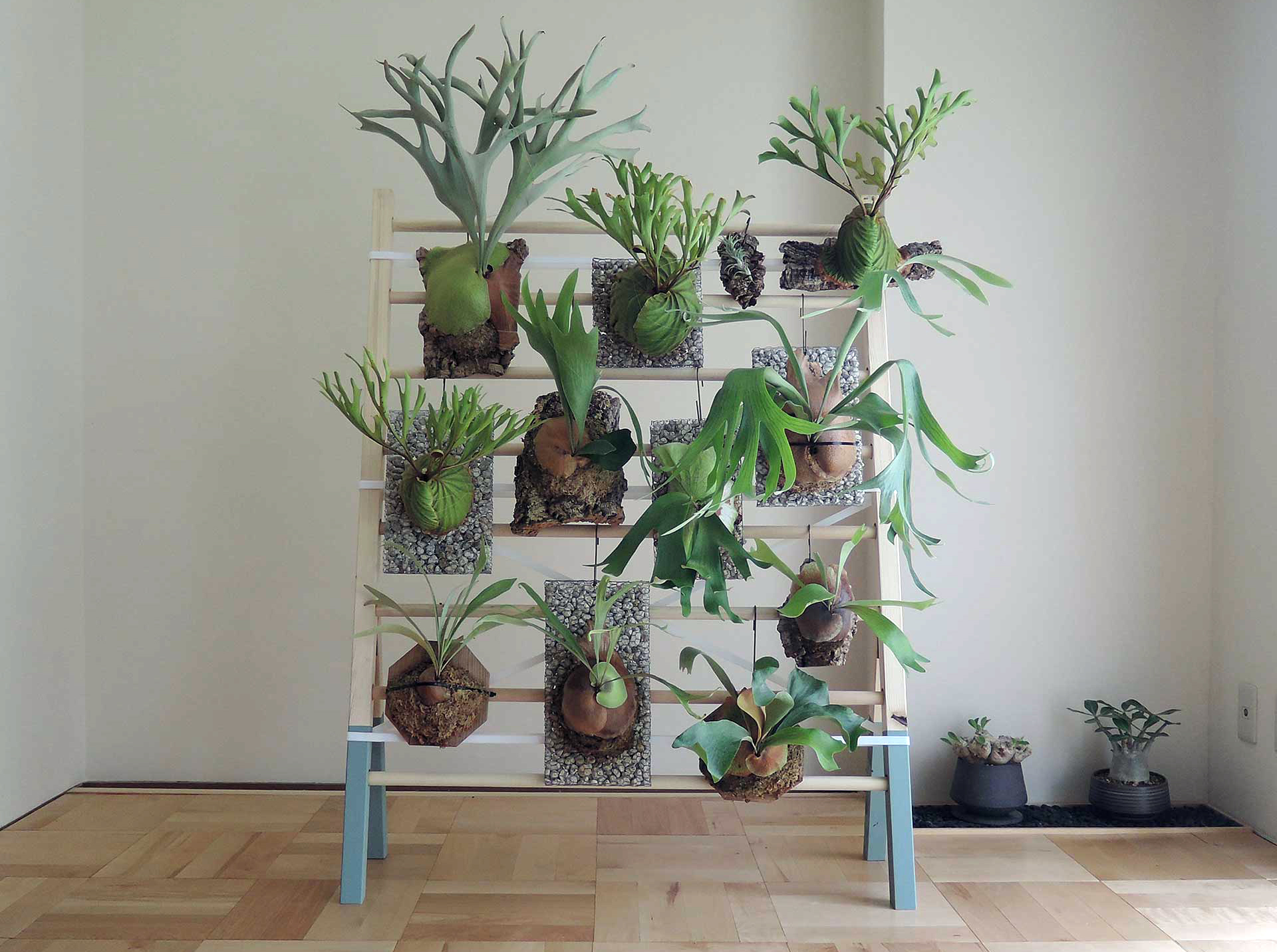 スタイルのある存在感を楽しむビカクシダが映える着生板、“蛇籠”を