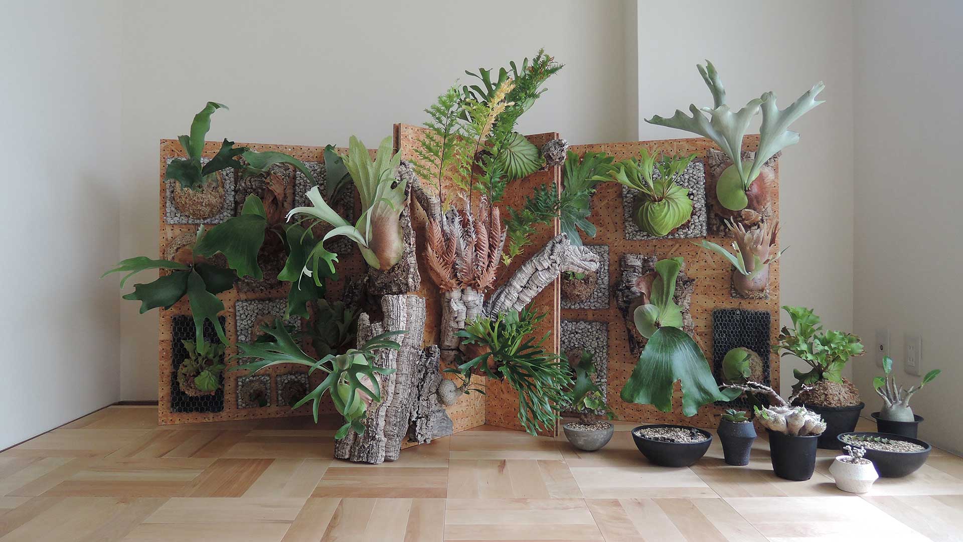 スタイルのある存在感を楽しむビカクシダが映える着生板、“蛇籠”を