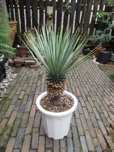 ユッカ・リギダ 幹上り 10号 - 植物と暮らす m-plant