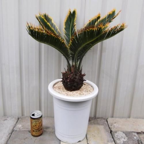 金環ソテツ 7号 - 植物と暮らす m-plant