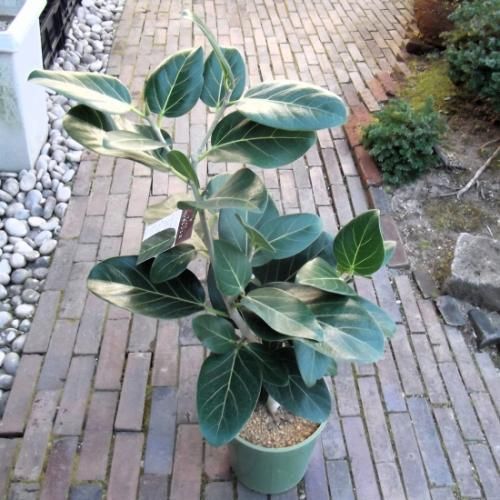 フィカス・ベンガレンシス・オードリー 7号 - 植物と暮らす m-plant