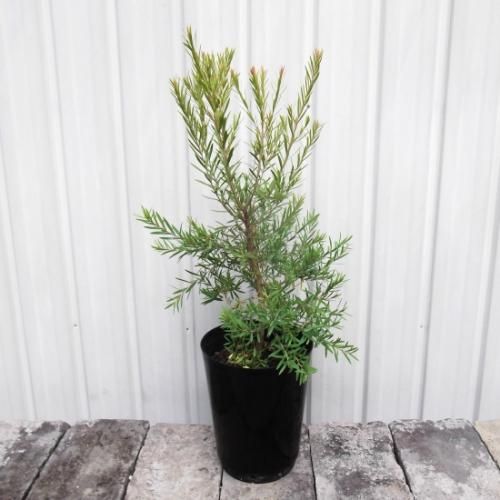メラレウカ・レッドジェム 6号 - 植物と暮らす m-plant
