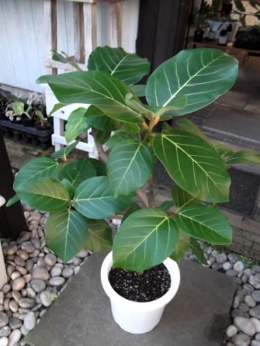 フィカス・グランディス 8号 - 植物と暮らす m-plant