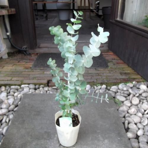 銀丸葉ユーカリ 4号 - 植物と暮らす m-plant