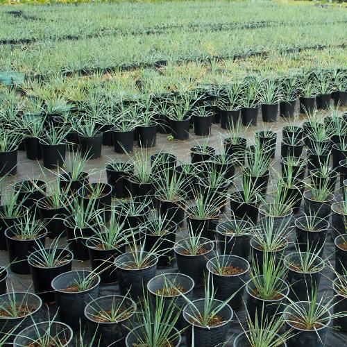 お買い得セット！［耐寒＆耐陰性］実生2～3年 ユッカ ロストラータ 2