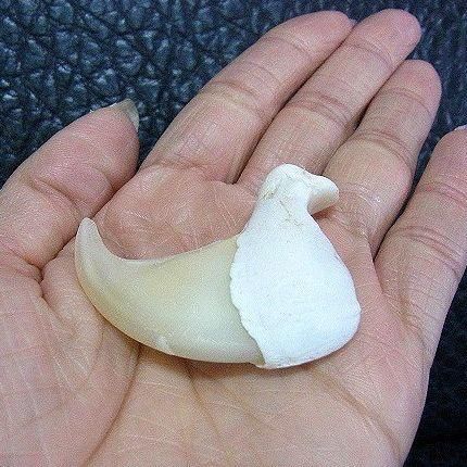 ☆即納☆ アフリカライオン 爪（No.7）※登録票付 - 頭骨・骨格標本