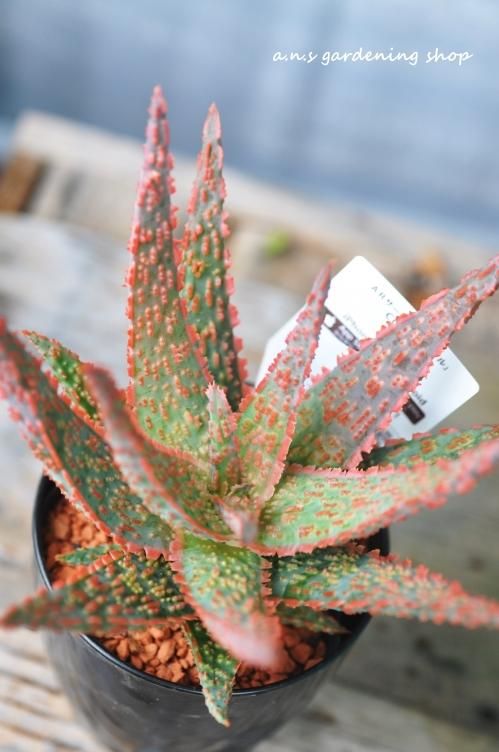 アロエ｜- 多肉植物やガーデニング用品・アンティークの通販サイト | A.N.S