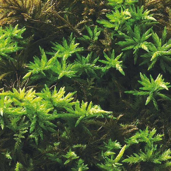 コウヤノマンネングサ - 苔の通販・販売専門店 ハッピーモス