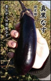 ナス〔無消毒種子〕 - 種の専門店 松尾農園 オンラインショップ