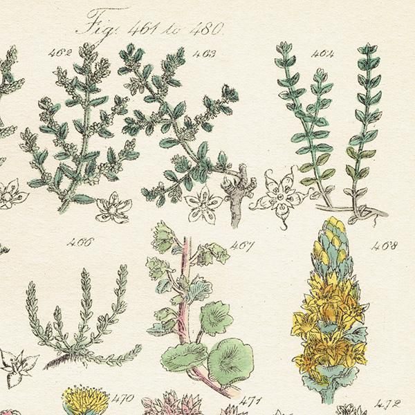 イギリス アンティーク ボタニカルアート/植物画 石版画 (John Edward