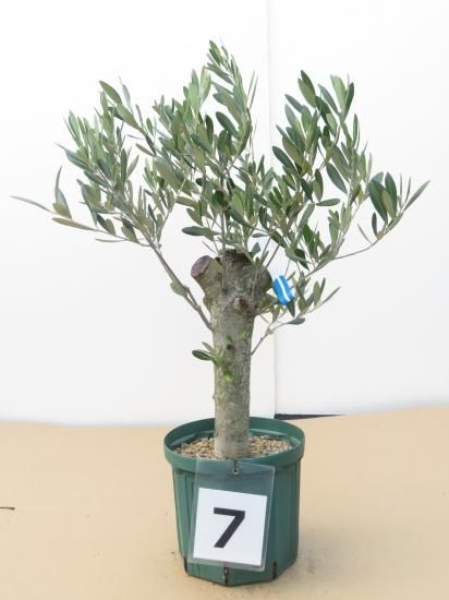 一点物】Mission ミッション／太木挿し7号サイズ7番｜オリーブ苗木