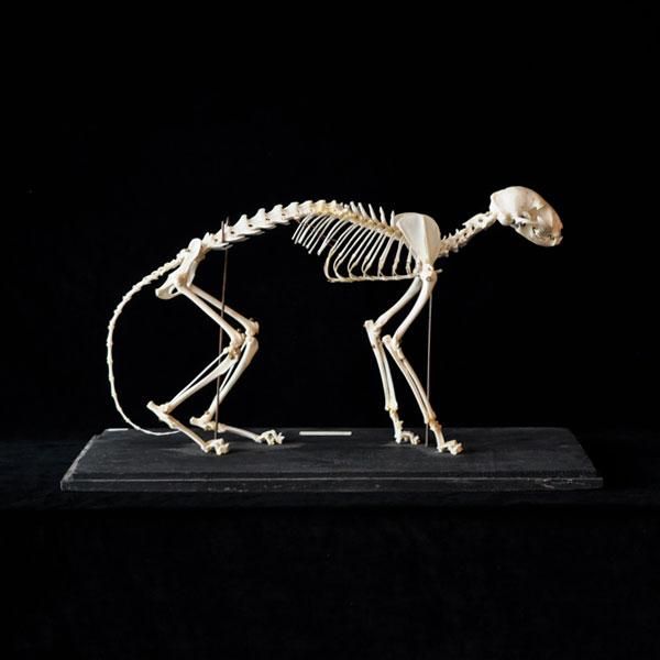 全身骨格標本 ネコ科・2/フランスアンティーク雑貨・家具のSibora