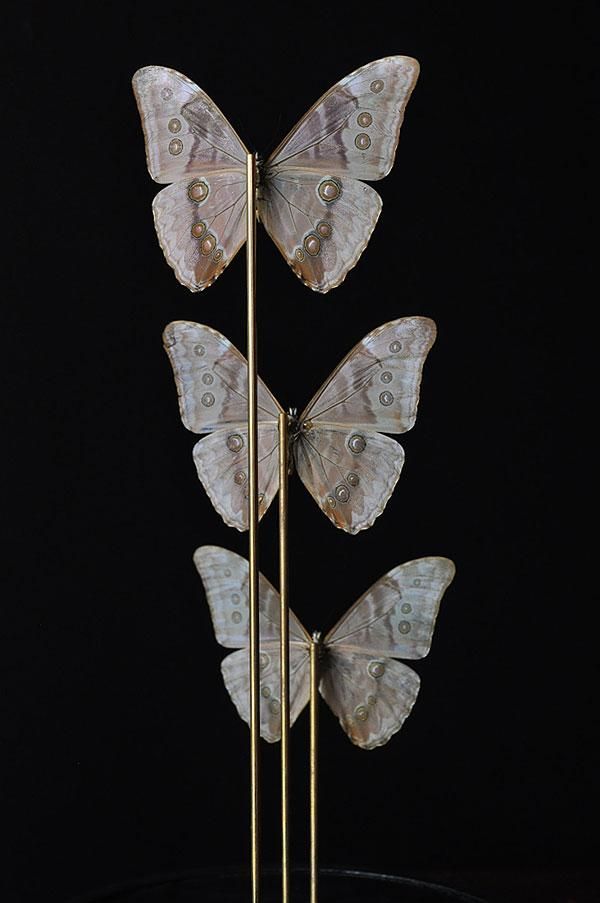 ガラスドームモルフォチョウ 標本/フランスアンティーク雑貨・家具の