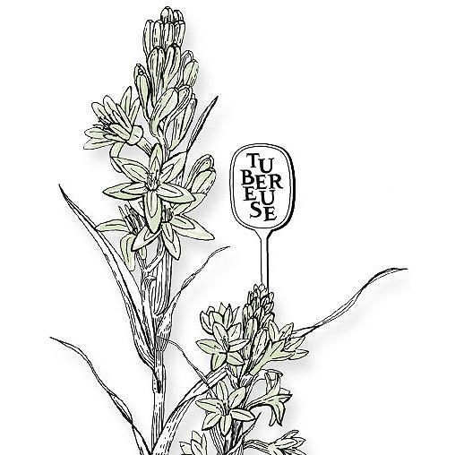 正規通販】diptyque カラーキャンドル TUBEREUSE(テュベルーズ/月下香