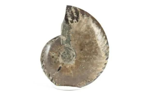 アンモナイト 化石 105g｜化石 通販 キラリ石