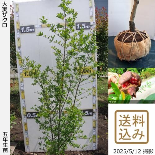 ザクロ(柘榴)の地掘大苗 - 果樹苗・大苗・苗木販売の隅田農園@京都亀岡