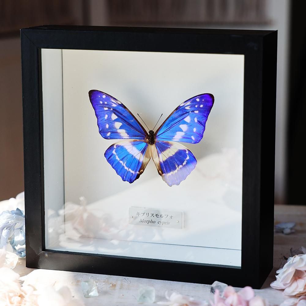 蝶標本 - 海福雑貨通販部