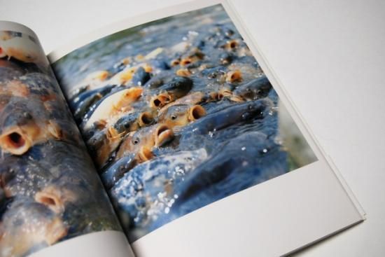 うたたね 初版7刷 UTATANE RINKO KAWAUCHI 川内倫子 写真集 - 古本買取