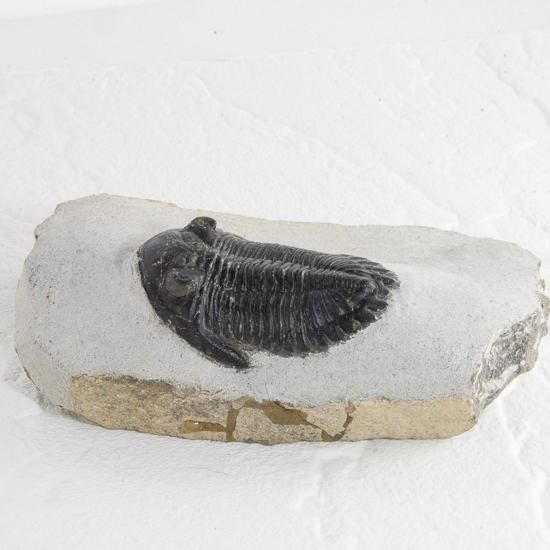 三葉虫モロッコ産⑥ホラルドプスHollardops？化石デボン紀修復跡有り