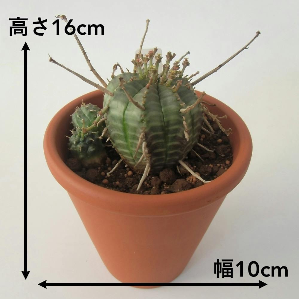 多肉植物 ユーフォルビア・バリダ【別送品】 | 花＆グリーン 通販