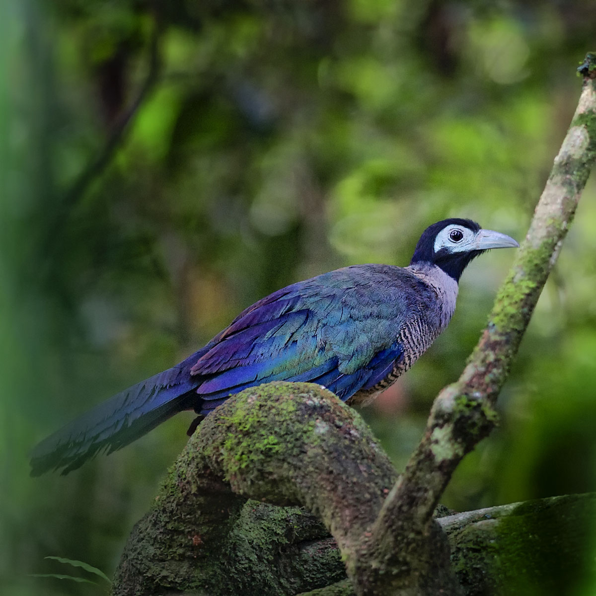 PHOTOS: 'A Visual Celebration of Borneo's Wildlife'