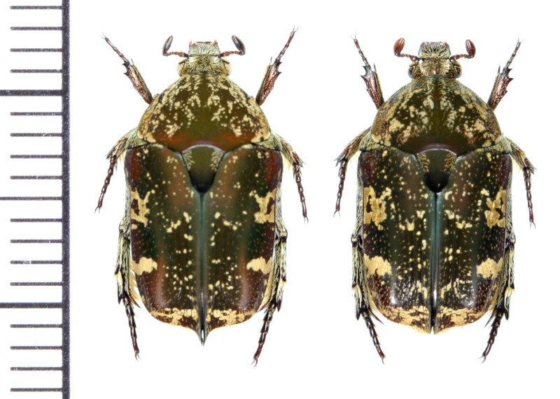 ハイイロハナムグリ ペア 西表島 - Insect Islands 〜南の島の昆虫標本
