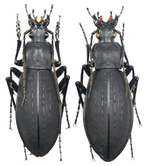 オクエゾクロナガオサムシ ペア - Insect Islands 〜南の島の昆虫標本