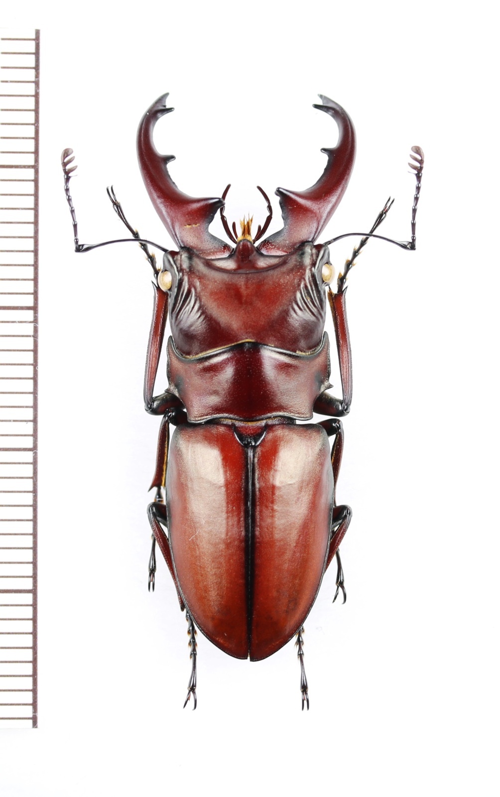 カツラホソアカクワガタ 特大♂40.3mm ベトナム北東部 - Insect