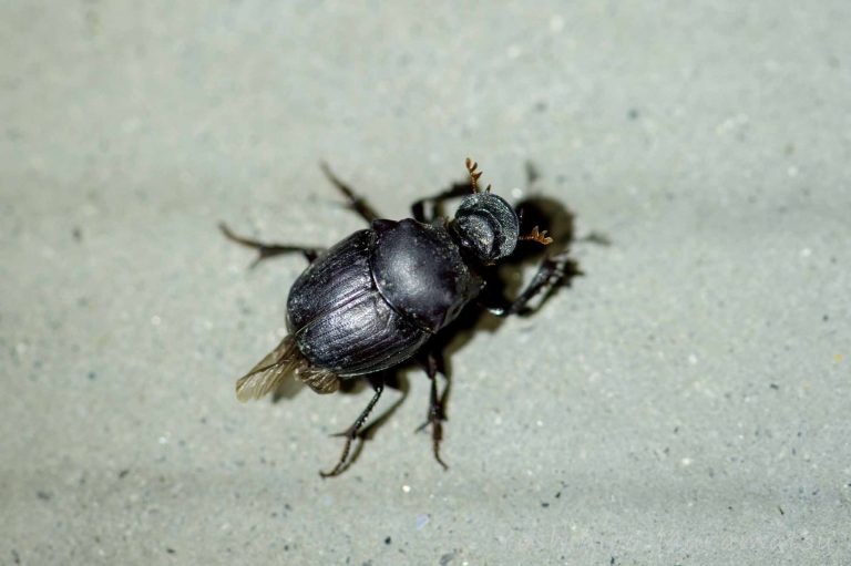 カドマルエンマコガネの特徴や自然環境での役割など | 虫の写真と生態