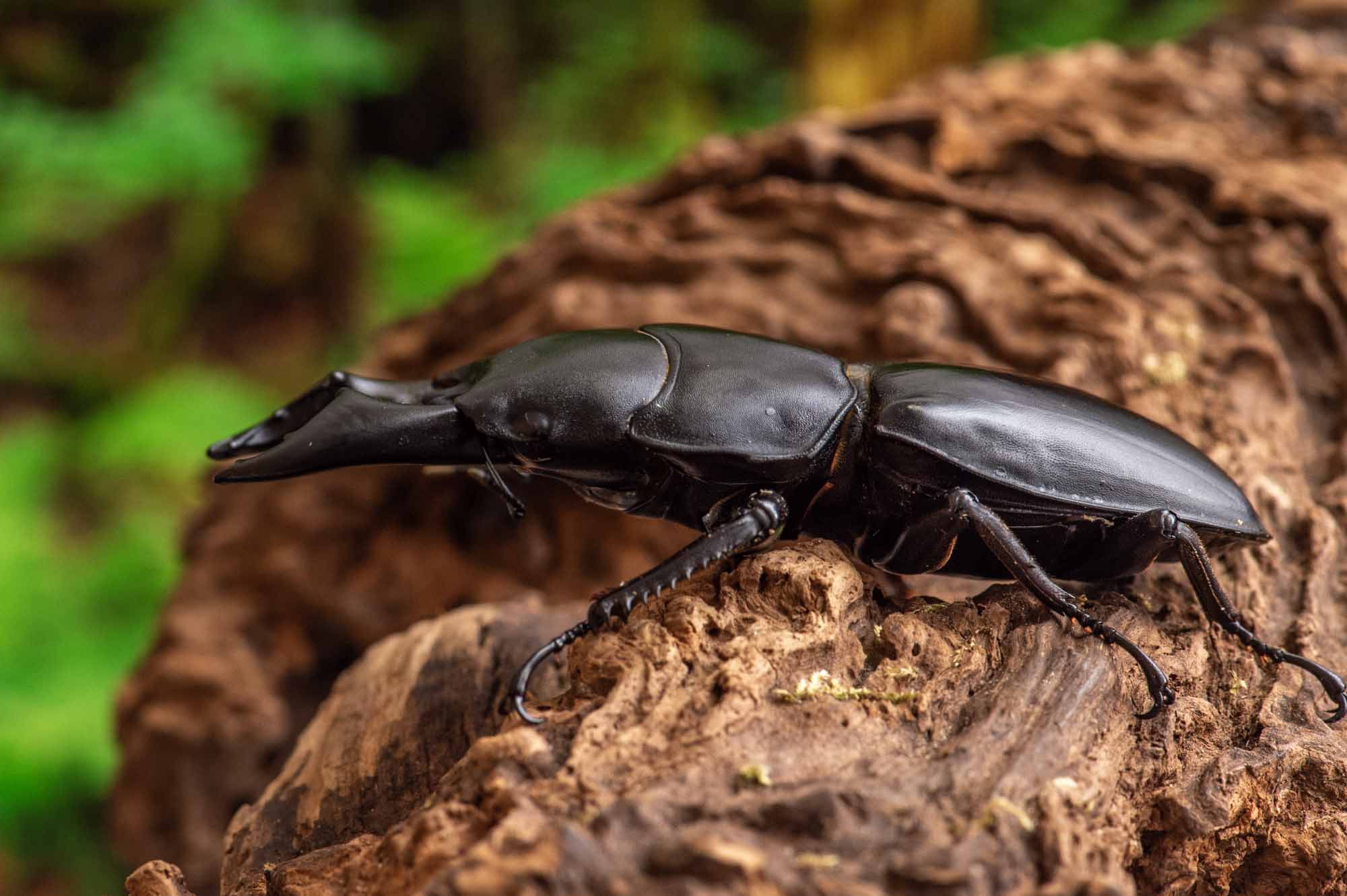 アルキデスヒラタクワガタ | 虫の写真と生態なら昆虫写真図鑑「ムシミル」