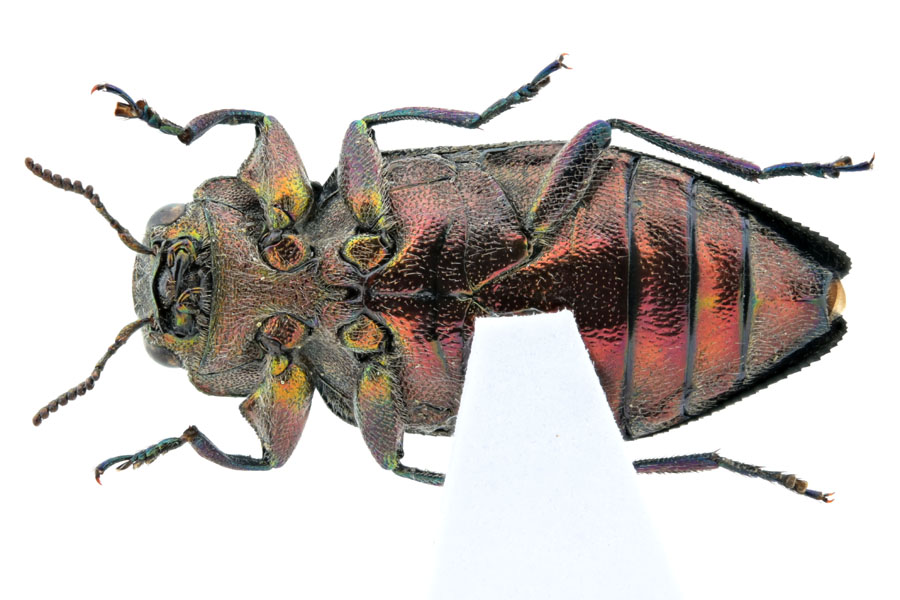 ジ*ン様 昆虫標本 30匹 タマムシ ジ*ン様 昆虫標本 30匹 タマムシ ジ