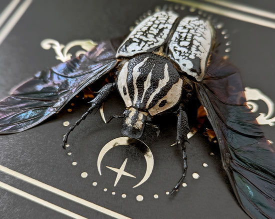 Goliathus orientalis – InsectArt