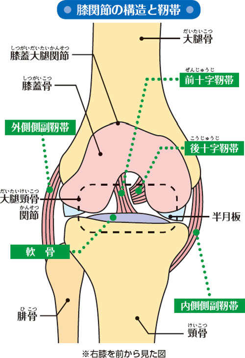 膝の捻挫とは？含まれるケガの種類を徹底解説｜靭帯損傷・半月板損傷と