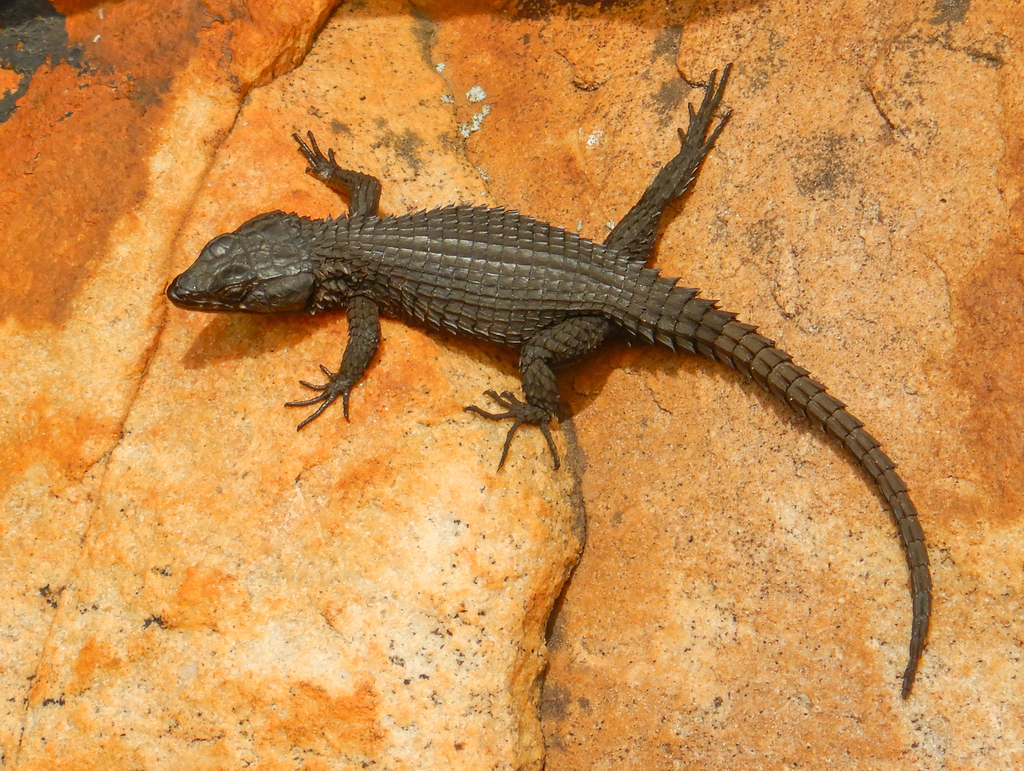 Black Girdled Lizard (Cordylus niger) · iNaturalist