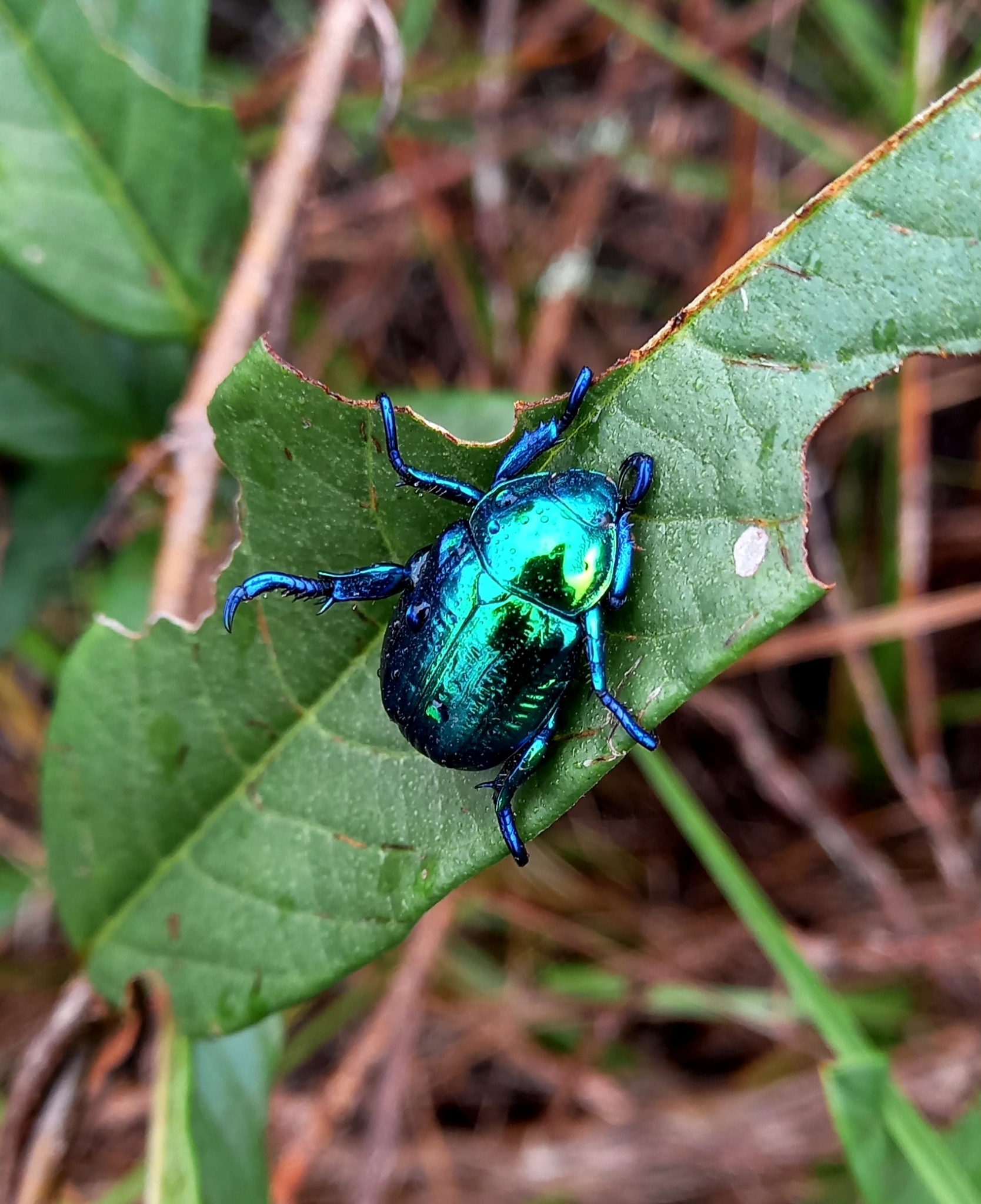 Precious Metal Beetle (Pelidnota sumptuosa) · iNaturalist